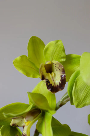 Bloom Objects Artificial Lifelike Cymbidium Green